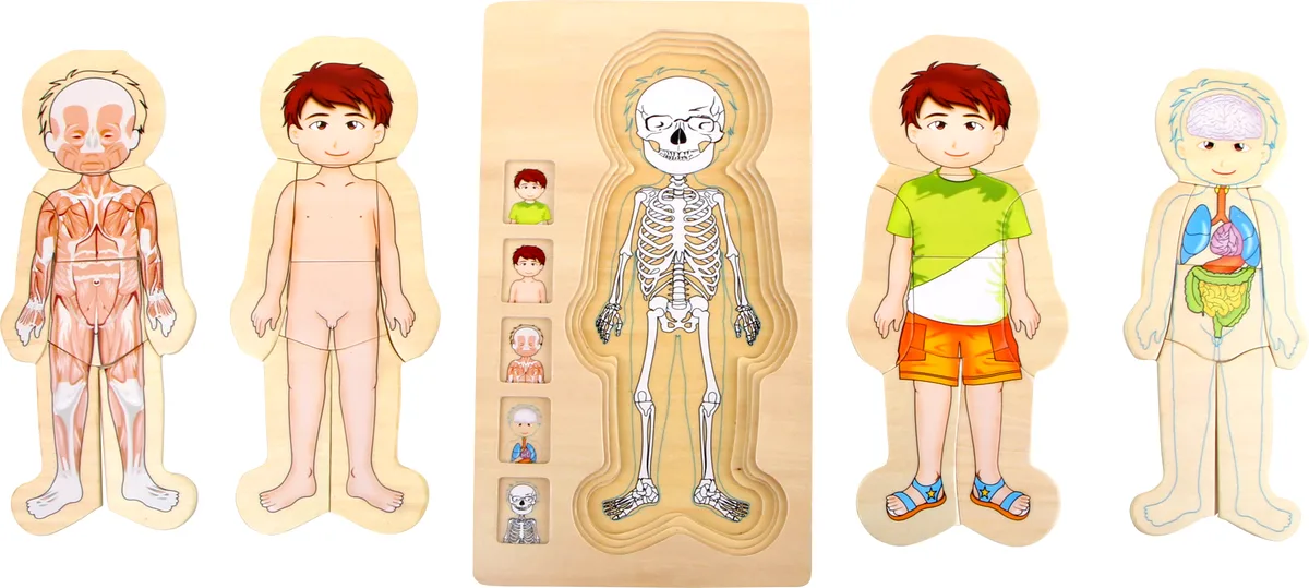 small foot Puzzle in layers, Anatomy/Boy - image 1